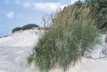 Dune